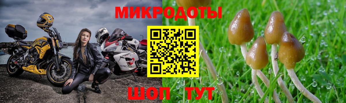 Псилоцибиновые грибы мицелий Киселёвск